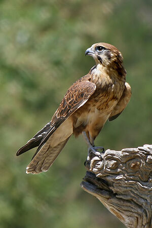 https://upload.wikimedia.org/wikipedia/commons/thumb/3/39/Brown-Falcon%2C-Vic%2C-3.1.2008.jpg/640px-Brown-Falcon%2C-Vic%2C-3.1.2008.jpg