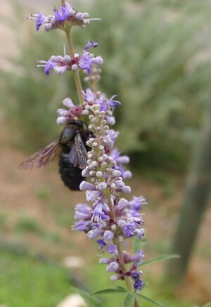 https://upload.wikimedia.org/wikipedia/commons/5/5e/Vitex-agnus-castus-flowers.JPG