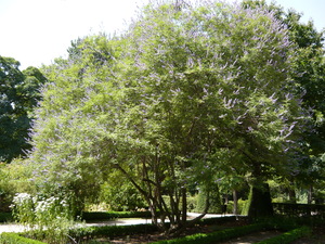 https://upload.wikimedia.org/wikipedia/commons/a/a1/Vitex_agnus-castus_1.JPG