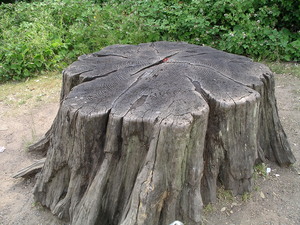 https://upload.wikimedia.org/wikipedia/commons/3/36/Tree_stump1_30u06.JPG