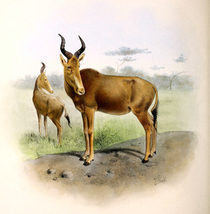 https://upload.wikimedia.org/wikipedia/commons/6/6c/The_book_of_antelopes_%281894%29_Bubalis_busephalus.png