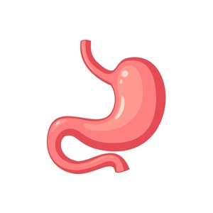 https://www.shutterstock.com/image-vector/human-stomach-internal-organ-anatomy-600nw-1931442815.jpg