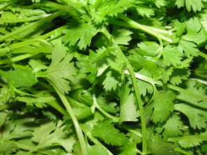 https://upload.wikimedia.org/wikipedia/commons/5/51/A_scene_of_Coriander_leaves.JPG