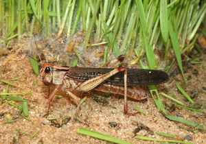 https://upload.wikimedia.org/wikipedia/commons/2/25/Locusta-migratoria-wanderheuschrecke.jpg