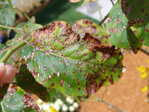 https://extension.umn.edu/sites/extension.umn.edu/files/marssonia-leaf-spot-on-euonymus-grabowski.jpg