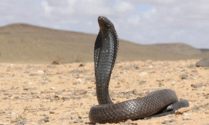 https://upload.wikimedia.org/wikipedia/commons/3/33/Egyptian_Cobra_Ouraeus.png