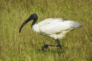 https://upload.wikimedia.org/wikipedia/commons/c/c1/Black-headed_Ibis_%28Threskiornis_melanocephalus%29.jpg