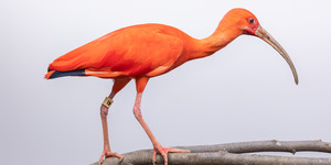 https://nationalzoo.si.edu/sites/default/files/styles/wide/public/scarlet-ibis-20220303-817a3884-001rp.png?itok=6NwWfSf8