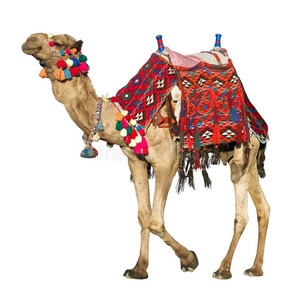 https://thumbs.dreamstime.com/b/camel-colorful-saddle-19042144.jpg