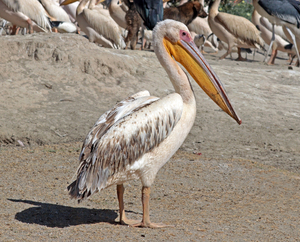 https://upload.wikimedia.org/wikipedia/commons/d/dd/Great_white_pelican_%28Pelecanus_onocrotalus%29.jpg