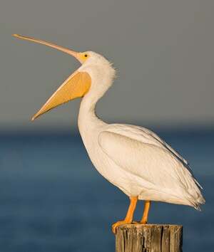 https://www.outdooralabama.com/sites/default/files/Wildlife/Birds/American%20White%20Pelican.jpg