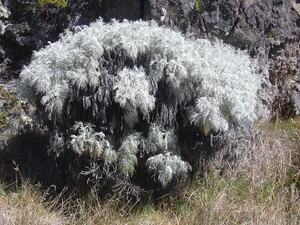 https://upload.wikimedia.org/wikipedia/commons/9/9d/Starr_031001-2122_Artemisia_mauiensis.jpg