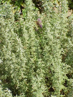 https://upload.wikimedia.org/wikipedia/commons/9/91/Artemisia_pontica0.jpg