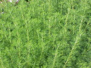 https://upload.wikimedia.org/wikipedia/commons/3/34/Artemisia_abrotanum0.jpg