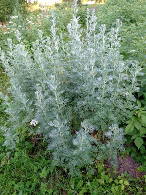 https://upload.wikimedia.org/wikipedia/commons/1/11/Artemisia_absinthium_01.JPG