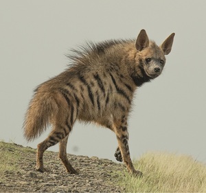 https://upload.wikimedia.org/wikipedia/commons/a/a4/Striped_hyena_%28Hyaena_hyaena%29_-_cropped.jpg