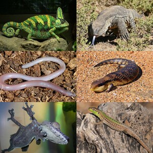 https://upload.wikimedia.org/wikipedia/commons/1/14/Lizard_Collage.jpg