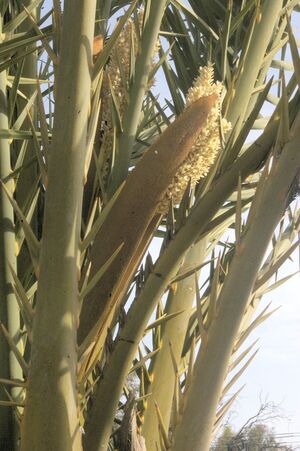 https://upload.wikimedia.org/wikipedia/commons/thumb/b/bb/Palm_tree_flowering_out_of_its_spathe.JPG/1200px-Palm_tree_flowering_out_of_its_spathe.JPG