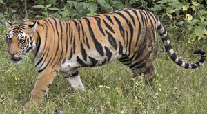 https://upload.wikimedia.org/wikipedia/commons/3/3f/Walking_tiger_female.jpg