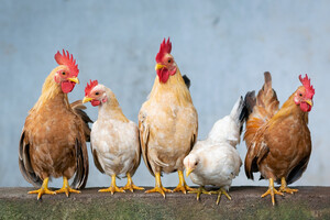 https://cdn11.bigcommerce.com/s-25ghynqpgv/images/stencil/1920x1280/uploaded_images/group-of-brown-and-white-chickens.jpg?t=1710291482