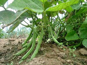 https://upload.wikimedia.org/wikipedia/commons/9/9e/A_green_bean.jpg