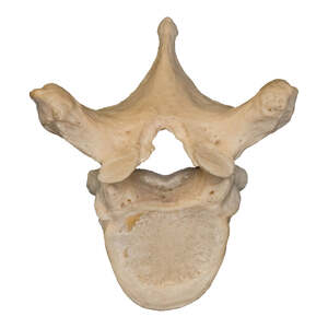 https://www.skullsunlimited.com/cdn/shop/products/Real-Human-Vertebra-_Thoracic_--Main__SHN-16T__1_f072fae1-8c83-4253-b6e5-407ef312e346_1024x1024.jpg?v=1592830392