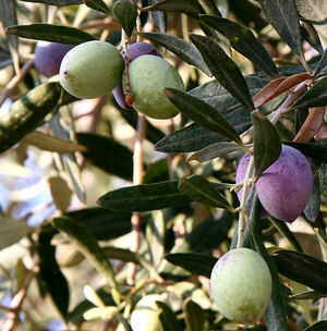 https://upload.wikimedia.org/wikipedia/commons/8/84/Olivesfromjordan.jpg