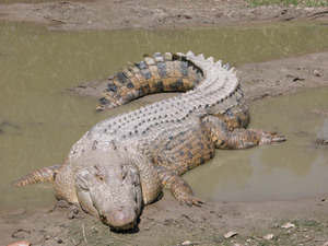 https://upload.wikimedia.org/wikipedia/commons/4/43/SaltwaterCrocodile%28%27Maximo%27%29.jpg