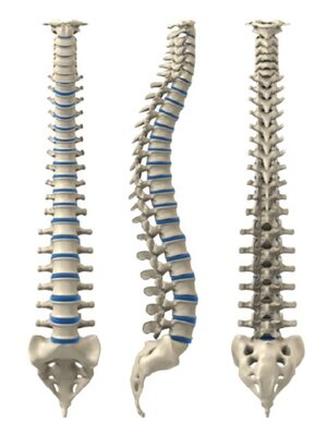 https://www.spineinstituteofnevada.com/wp-content/uploads/2022/06/spine-texture-image-480x640-1.jpg