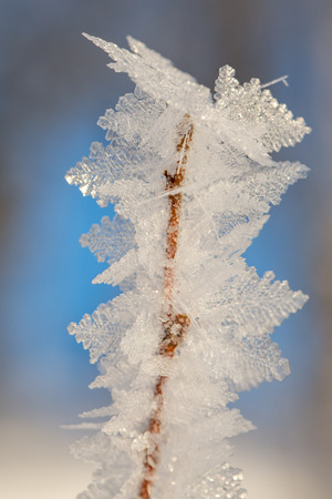 https://upload.wikimedia.org/wikipedia/commons/5/5b/Frost_on_birch_tree.jpg