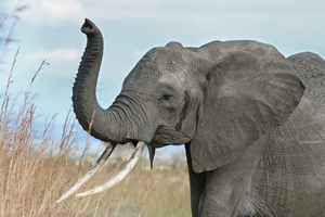 https://en.wikipedia.org/wiki/elephant#trunk