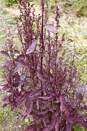 https://en.wikipedia.org/wiki/atriplex_hortensis