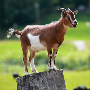 https://en.wikipedia.org/wiki/goat