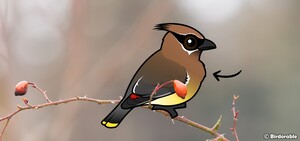 https://www.birdorable.com/assets/uploads/36/980x_fit/cedar-waxwing-crop.jpg