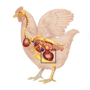 https://www.allrecipes.com/thmb/pcxDD-nVpNRLBrB2N5vTIOJPoDs=/1500x0/filters:no_upscale():max_bytes(150000):strip_icc()/Chicken-anatomy-Getty-2000-18645c2d5d41462e8d5cf39472db4d68.jpg