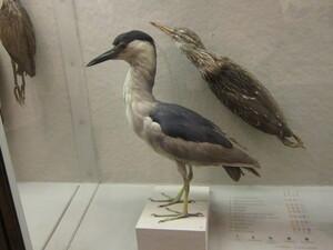 https://upload.wikimedia.org/wikipedia/commons/4/44/Stuffed_Night_Heron.JPG