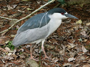 https://upload.wikimedia.org/wikipedia/commons/2/2a/Black-crowned_Night_Heron_%28Nycticorax_nycticorax%29_RWD2.jpg