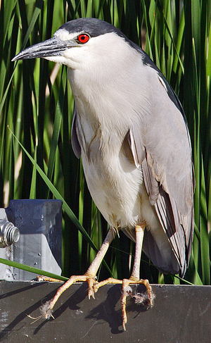 https://upload.wikimedia.org/wikipedia/commons/2/22/Nycticorax-nycticorax-004.jpg