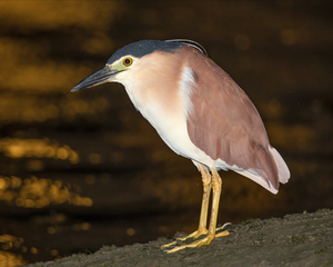 https://upload.wikimedia.org/wikipedia/commons/5/53/Nycticorax_caledonicus_-_Sydney_Olympic_Park.jpg