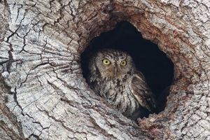 https://upload.wikimedia.org/wikipedia/commons/4/4f/Western_Screech_Owl_In_Hole.jpg