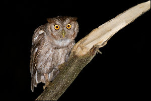 https://upload.wikimedia.org/wikipedia/commons/2/28/Pacific_Screech-Owl.jpg