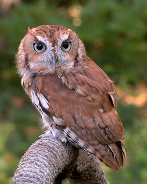 https://upload.wikimedia.org/wikipedia/commons/5/55/EasternScreechOwl-Rufous.jpg