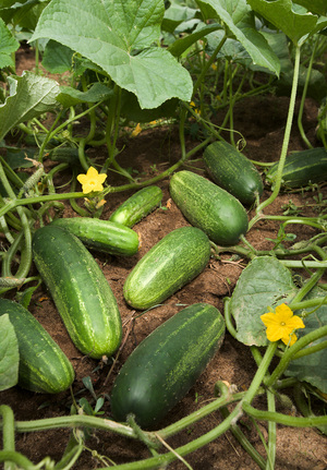 https://upload.wikimedia.org/wikipedia/commons/9/96/ARS_cucumber.jpg