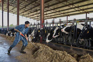 https://us.images.westend61.de/0001450724pw/farmer-feeding-fodder-to-cows-in-shed-VEGF02857.jpg