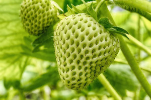 https://st2.depositphotos.com/5001109/11269/i/450/depositphotos_112697444-stock-photo-green-strawberry-close-up.jpg