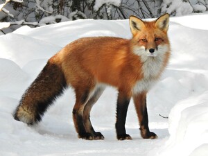 https://upload.wikimedia.org/wikipedia/commons/3/30/Vulpes_vulpes_ssp_fulvus.jpg