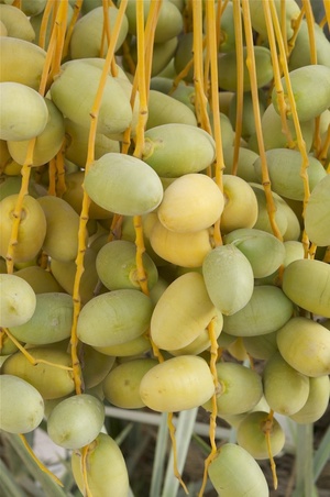 https://foodandtools.com/wp-content/uploads/2012/08/dates-yellow-ripening-on-tree.jpg