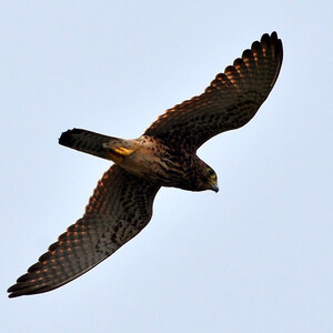 https://upload.wikimedia.org/wikipedia/commons/a/ab/Spotted_kestrel_flying_%2816862666012%29.jpg