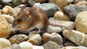 https://upload.wikimedia.org/wikipedia/commons/5/53/180429-Waldmaus-01.jpg