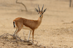 https://upload.wikimedia.org/wikipedia/commons/d/d6/Chinkara_-_Shreeram_M_V_-_Bikaner.jpg